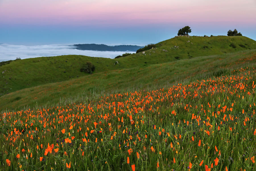 Wildflowers at Sunrise Photograph by Rick Pisio