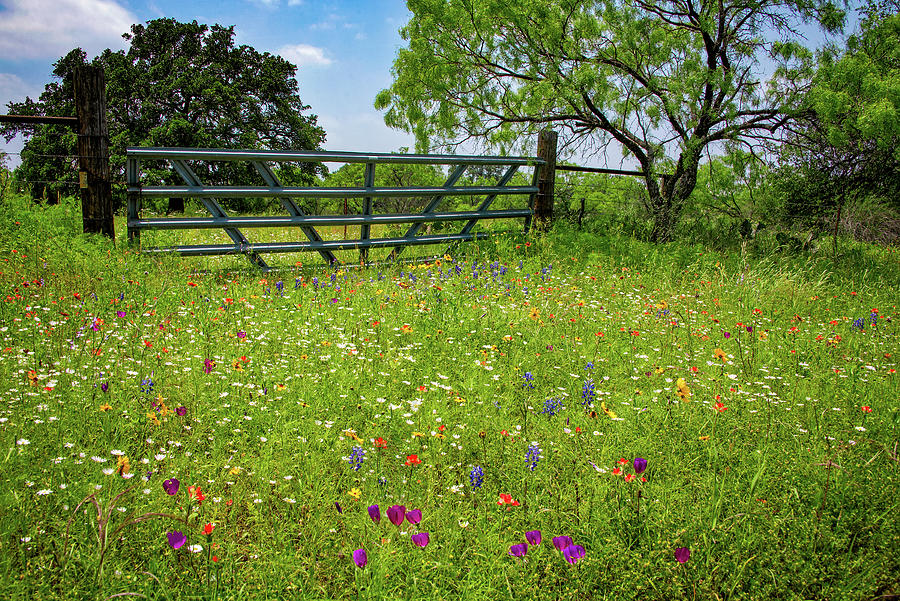 Wildflowers at the Gate Photograph by Lynn Bauer