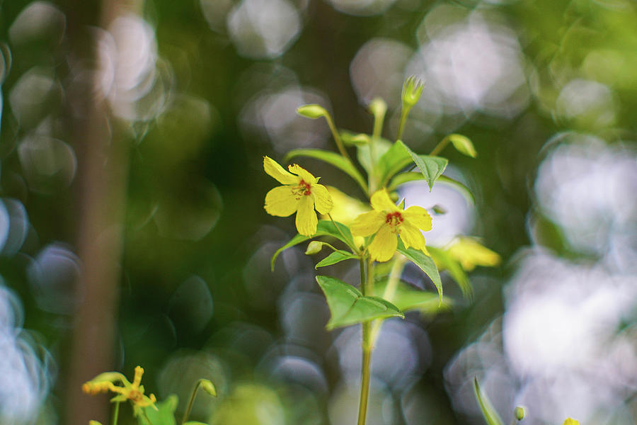 Wildflowers at Wehr Preserve Photograph by Kimberly Mackowski
