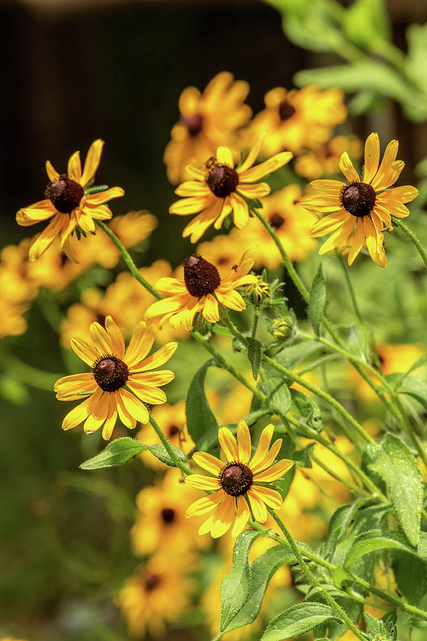Wildflowers - Black Eyed Susans Photograph by Dorothy Cunningham