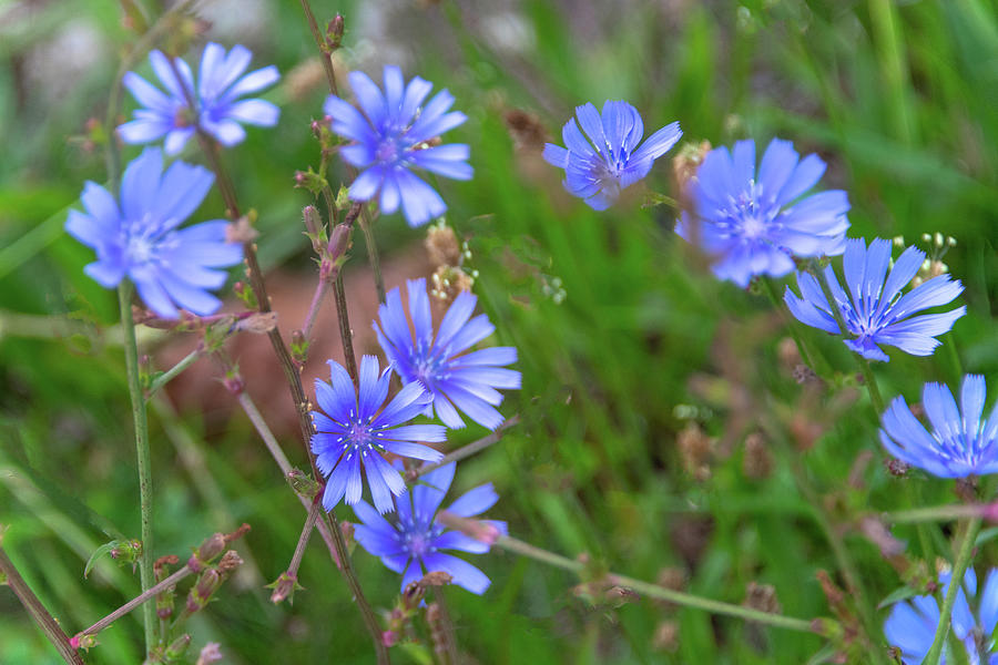 Wildflowers- Blue Cornflowers in bloom-Howard County, Indiana ...