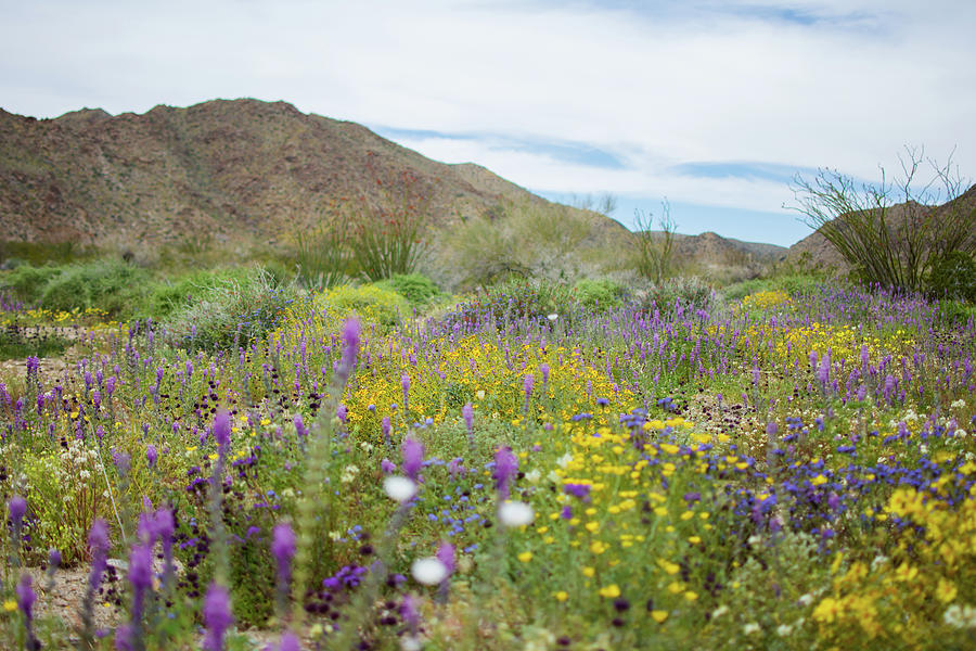 Wildflowers Cottonwood Mountains Photograph by Kyle Hanson