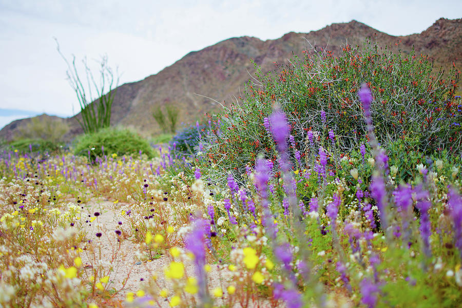 Wildflowers Cottonwood Springs Photograph by Kyle Hanson