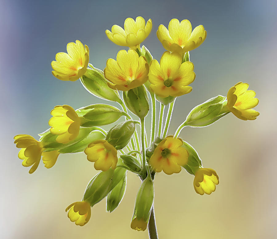Wildflowers  Cowslip Photograph by Shirley Mitchell