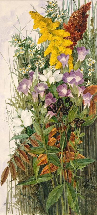 Poppy Drawing - Wildflowers  by Ellen Robbins American
