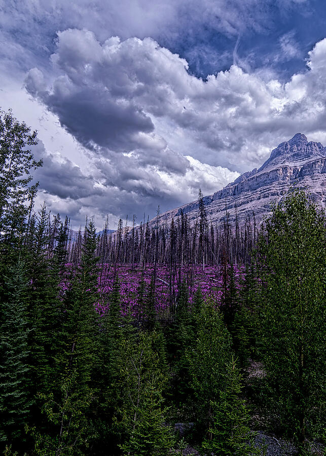 Banff National Park Photograph - Wildflowers From Ashes by Norma Brandsberg
