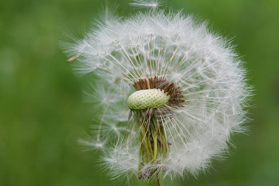 Wildflowers - Hidden beauties - Dandelion 3 Photograph by Udo Wuchner ...