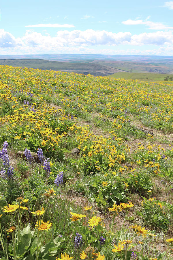 Wildflowers Hill at Dalles Mountain Ranch. Photograph by Carol Groenen