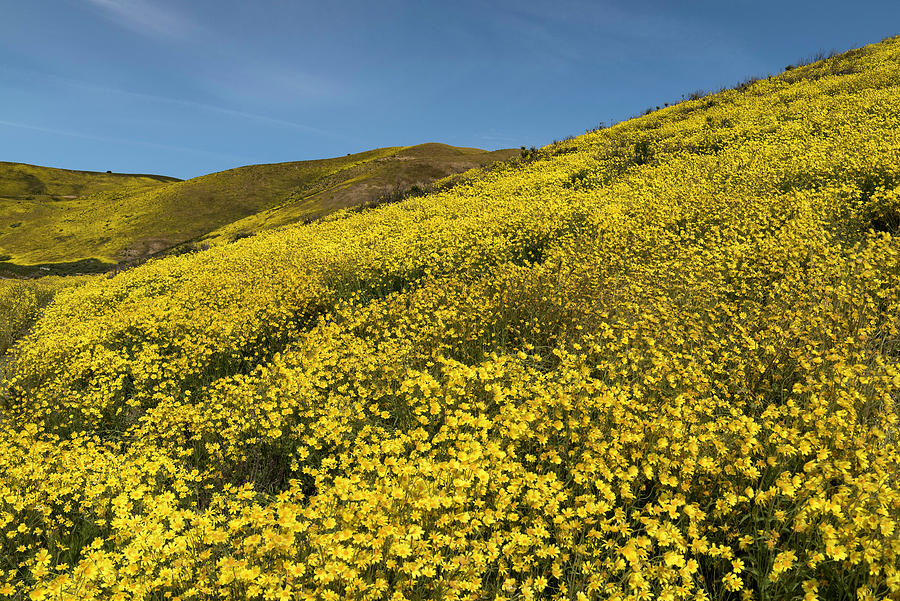 Wildflowers Hillside 2 Photograph by Scott Cunningham