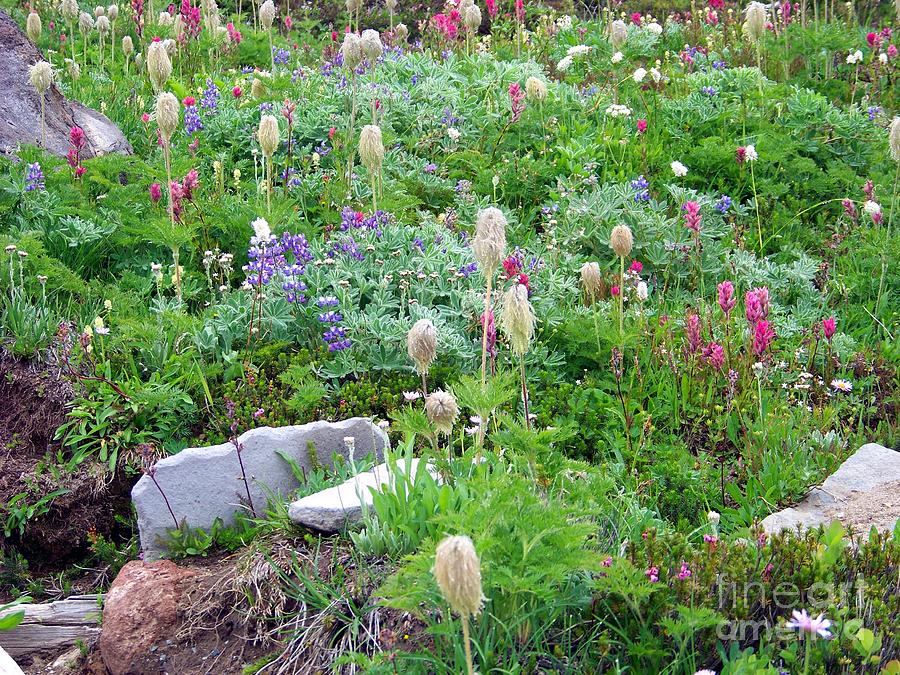 Wildflowers In A Paradise Meadow Photograph