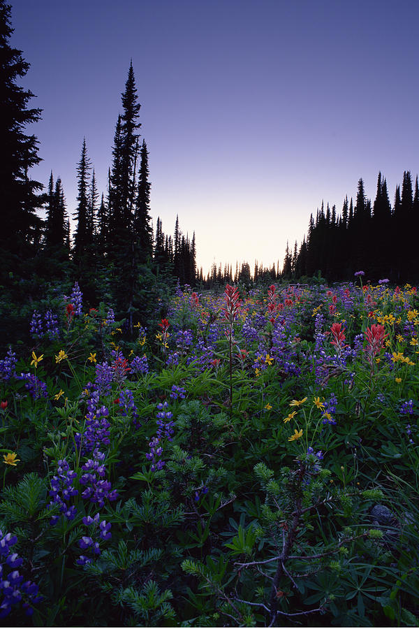 Wildflowers in alpine meadow at Mount Revelstoke National Park , British Columbia , Canada Photograph by Comstock