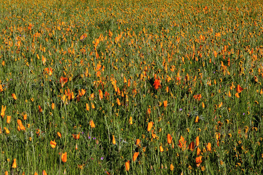 Wildflowers in Bloom Photograph by Rick Pisio