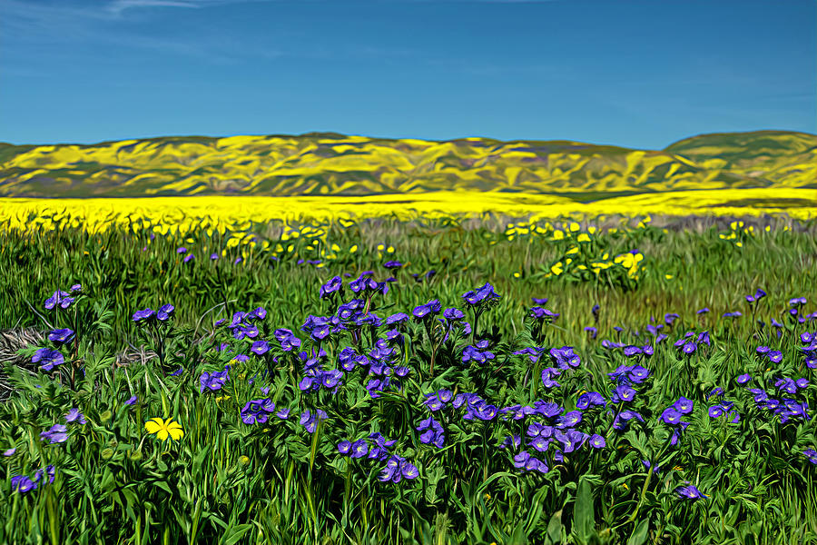 Wildflowers in Complementary Colors 2 Photograph by Lindsay Thomson