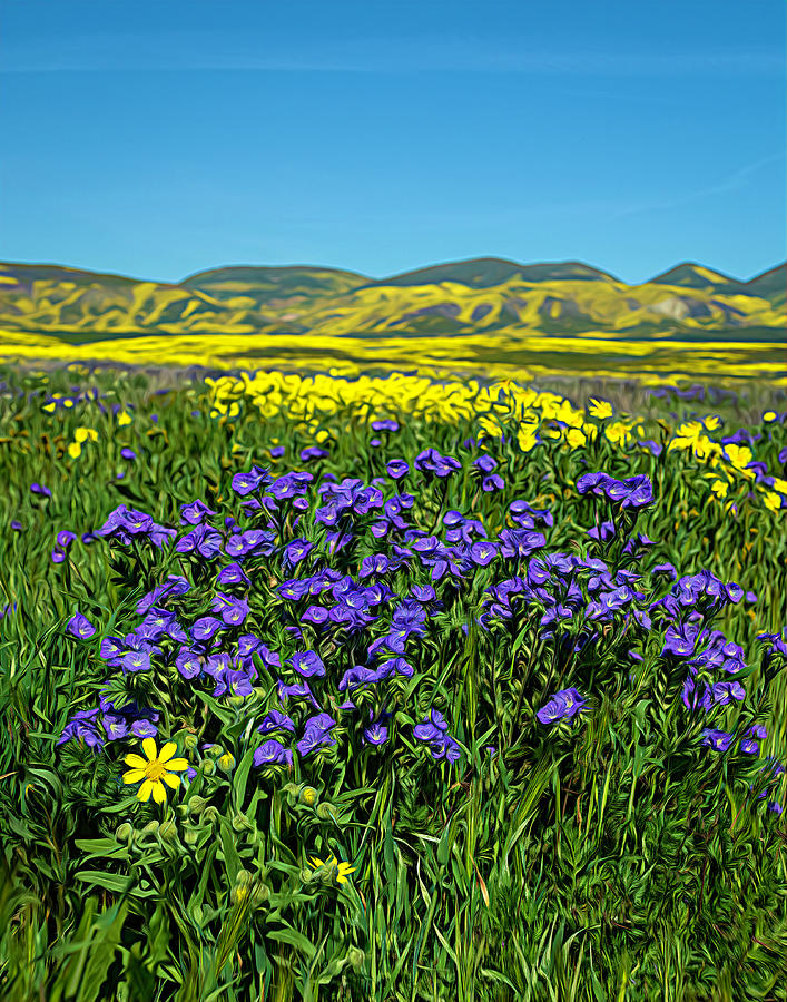 Wildflowers in Complementary Colors 4 Photograph by Lindsay Thomson