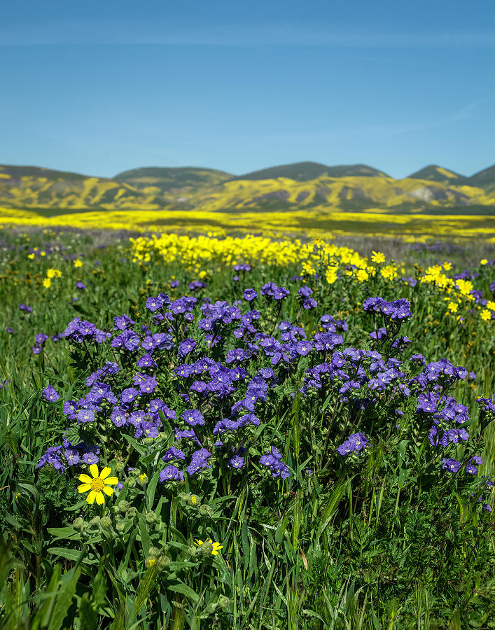Wildflowers in Complementary Colors 3, Carrizo Plain Photograph by Lindsay Thomson Wildflowers in Complementary Colors 3, Carrizo Plain Photograph by Lindsay Thomson