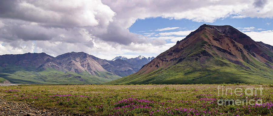 Wildflowers in Denali National Park  Photograph by Richard Smith
