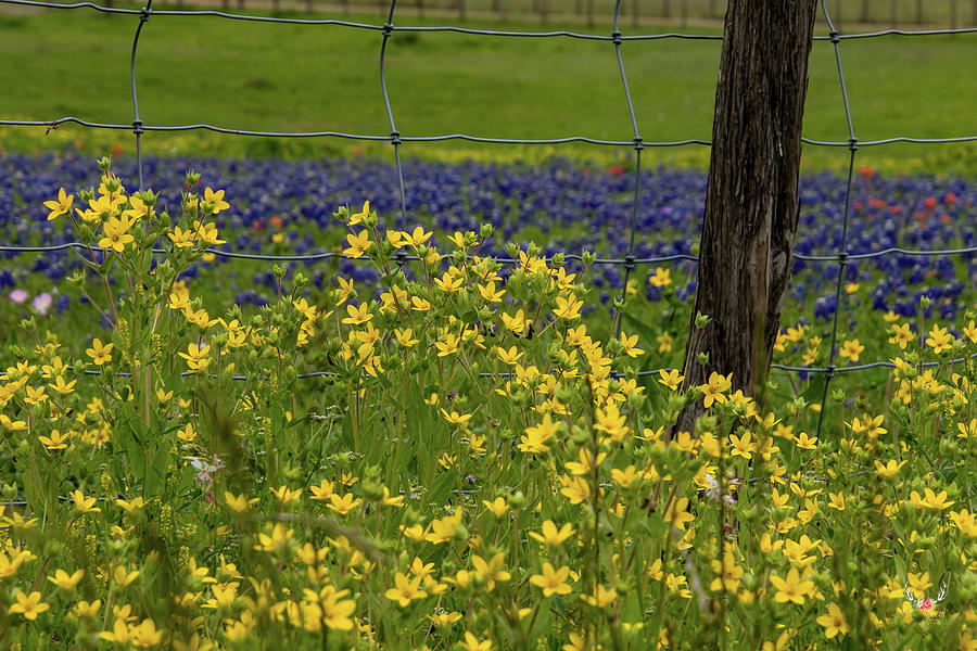 Wildflowers in Fence Photograph by Pam Rendall