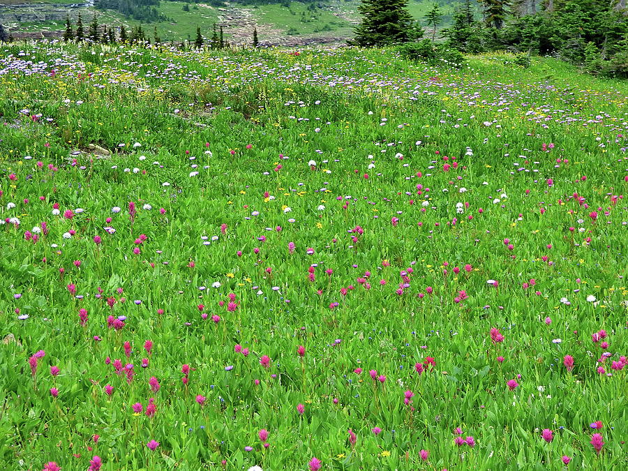 Wildflowers in Glacier National Park, Montana Photograph by Lyuba Filatova