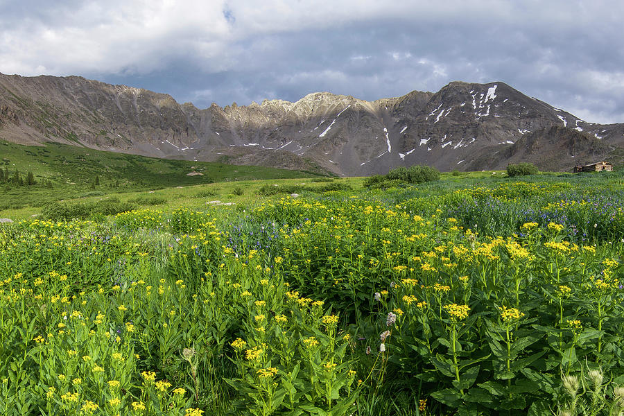 Wildflowers in Mayflower Gulch Photograph by Aaron Spong