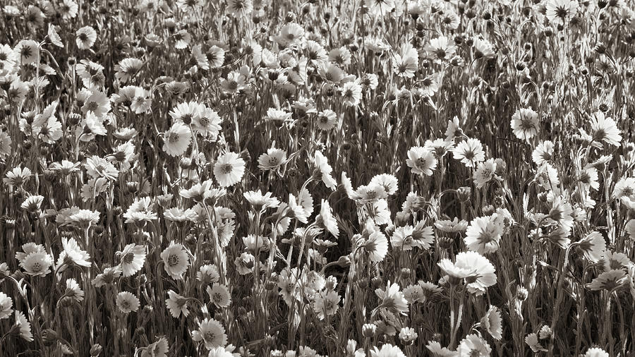 Wildflowers in Sepia Photograph by Roger Mullenhour