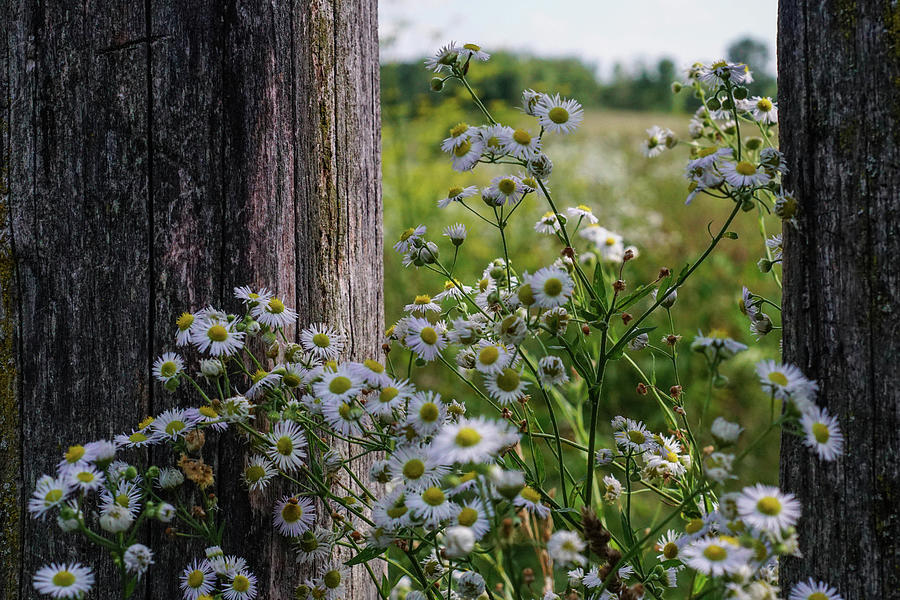 Wildflowers in Summer Photograph by Kimberly Mackowski