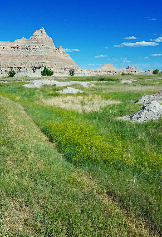 Wildflowers in the Badlands  Photograph by Ally White