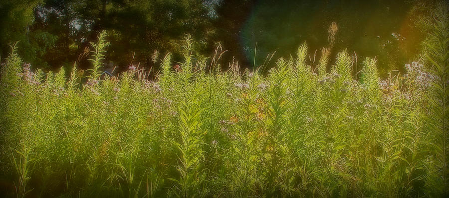Wildflowers in the Haze Photograph by Carol Jorgensen