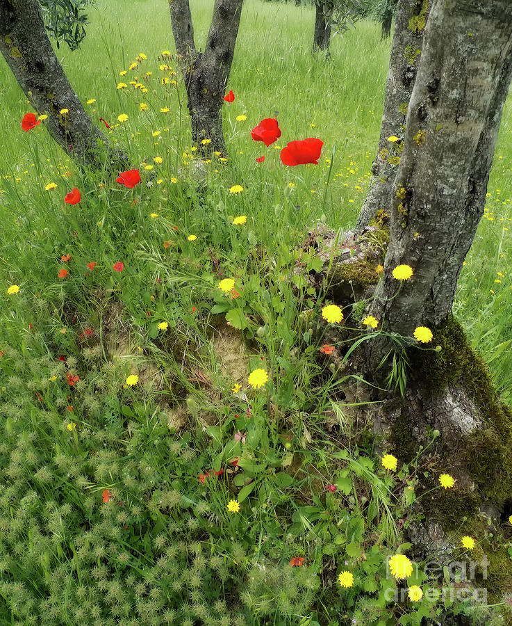 Wildflowers In The Olive Grove Photograph