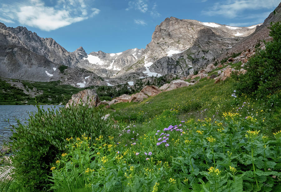 Wildflowers in the Rockies Photograph by Judi Dressler