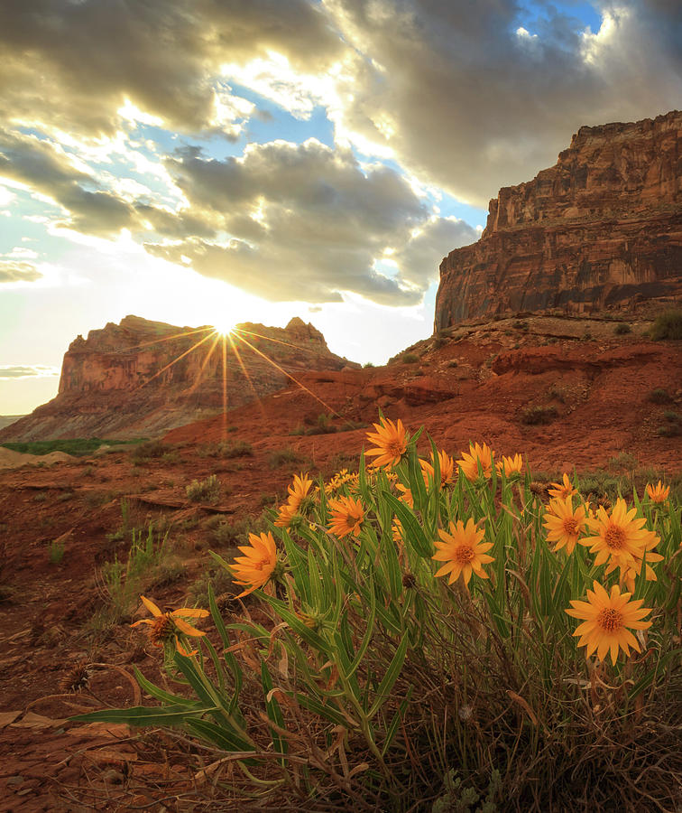 Spring Photograph - Wildflowers in the San Rafael Swell Vertical by Wasatch Light