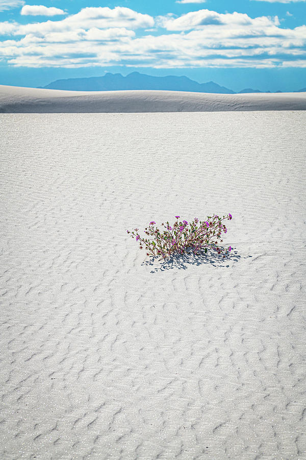 Wildflowers in the Sand Photograph by Erin K Images