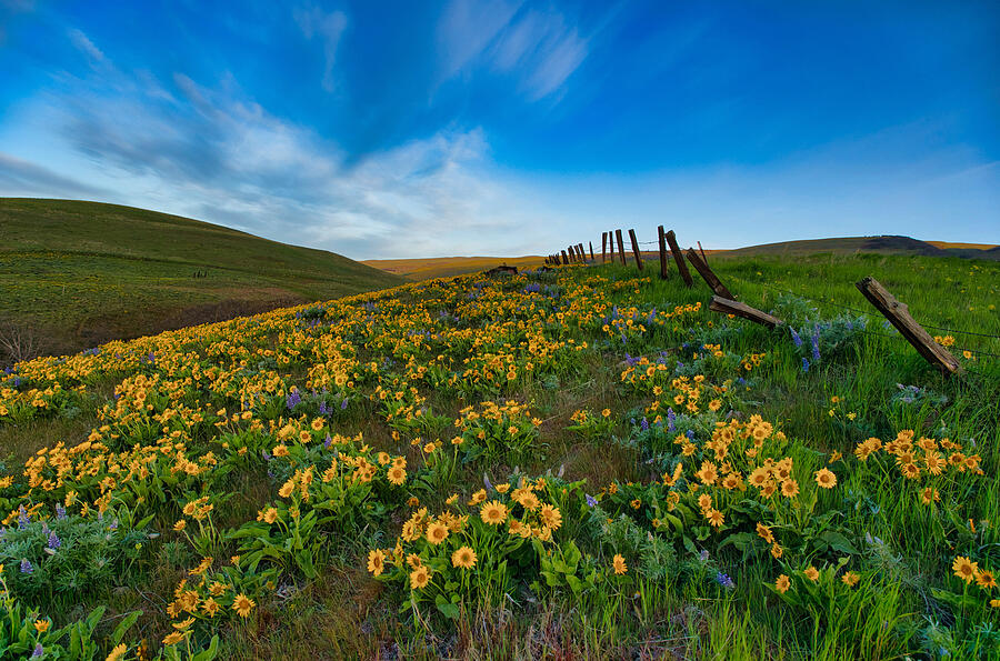 Wildflowers in Washington Photograph by Lynn Hopwood