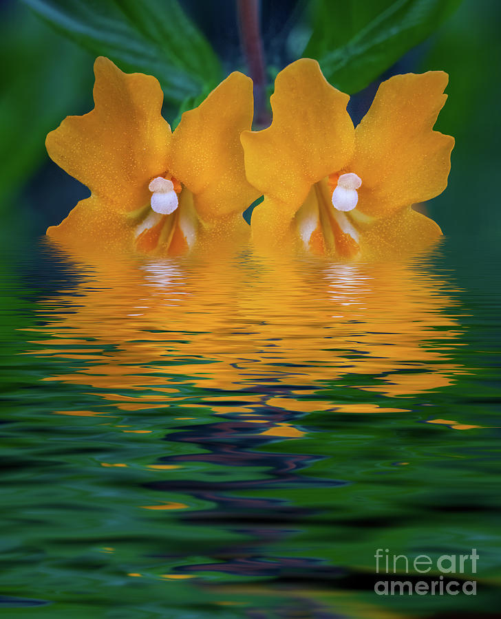 Wildflowers in Water Photograph by Mimi Ditchie