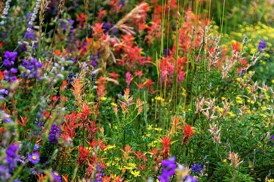 Wildflowers Photograph by Joe Kopp