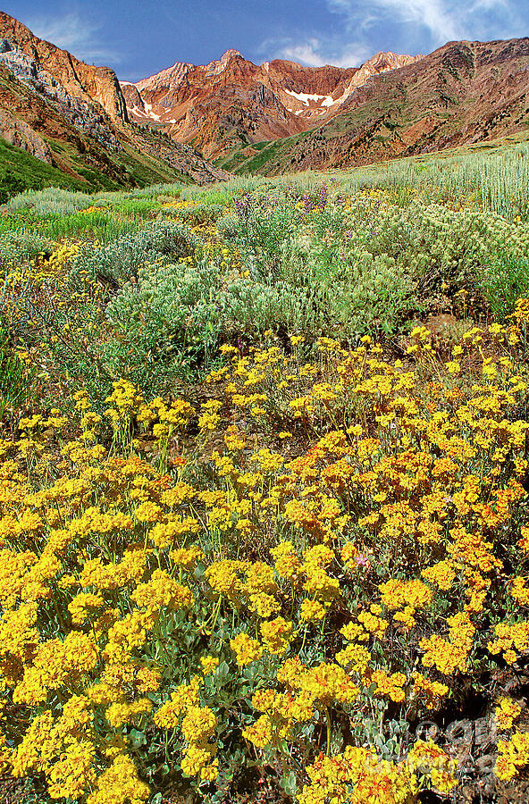 Wildflowers Mcgee Creek Canyon Eastern Sierras California Photograph by Dave Welling