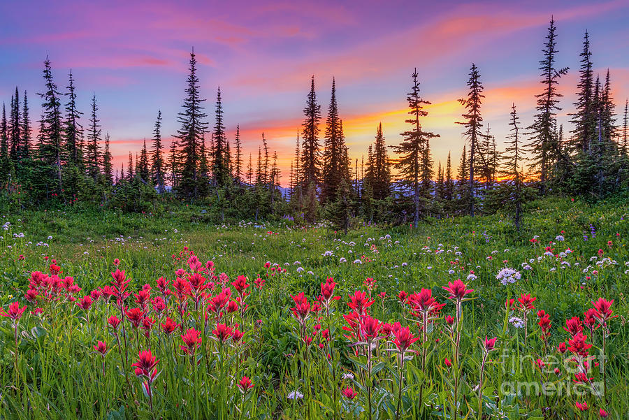 Wildflowers Mount Revelstoke Photograph by Michael Wheatley