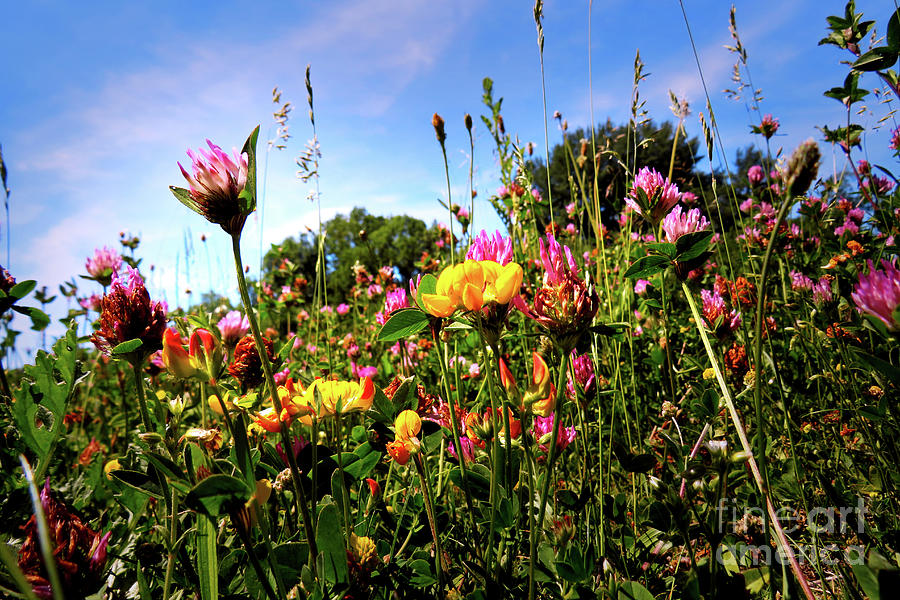 Wildflowers Near The Canal Photograph