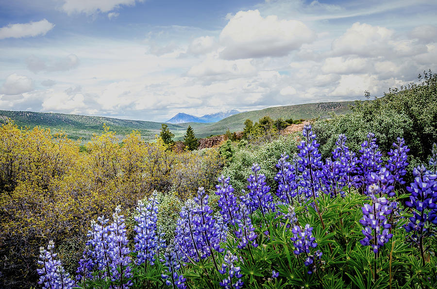 Wildflowers of Black Canyon Colorado Photograph by Debbie Karnes
