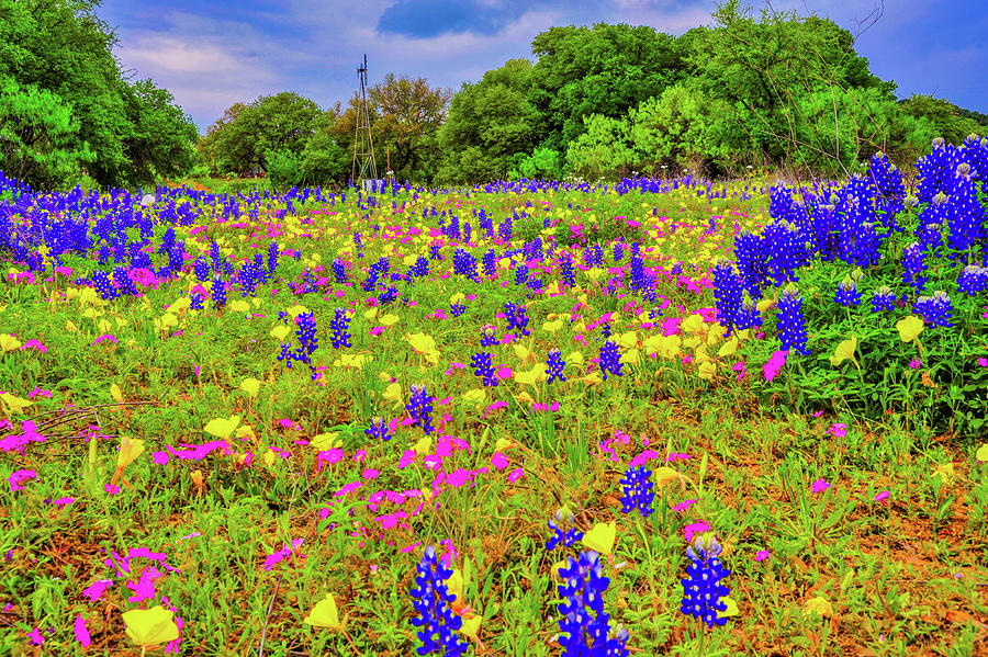 Wildflowers of the Texas Hill Country Photograph by James C Richardson