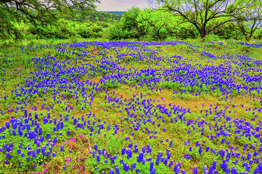 Wildflowers of the Texas Hill Country_002 Photograph by James C Richardson