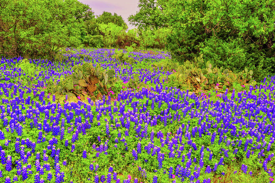 Wildflowers of the Texas Hill Country_003 Photograph by James C Richardson