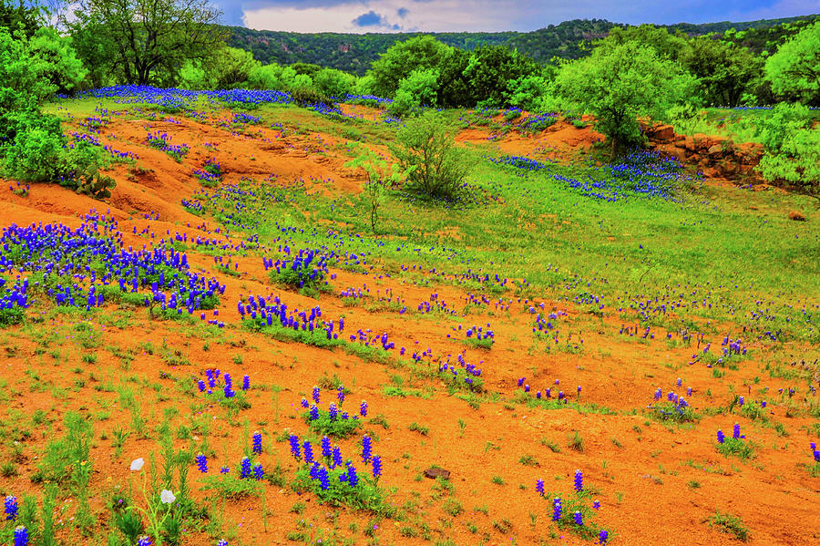 Wildflowers of the Texas Hill Country_004 Photograph by James C Richardson