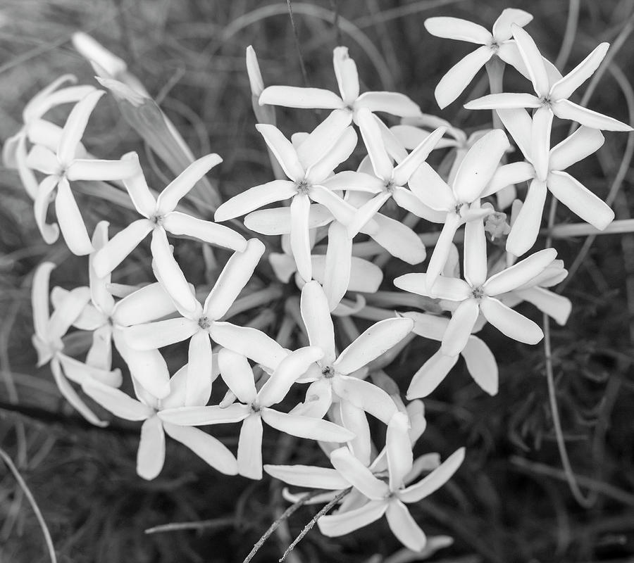 Wildflowers on a hill black and white Photograph by Gene Duty - Fine