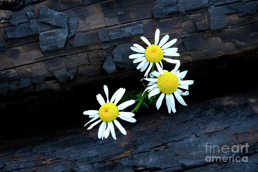 Wildflowers on Burnt Logs Trees Forest Fire Nature Photograph by Lane Erickson