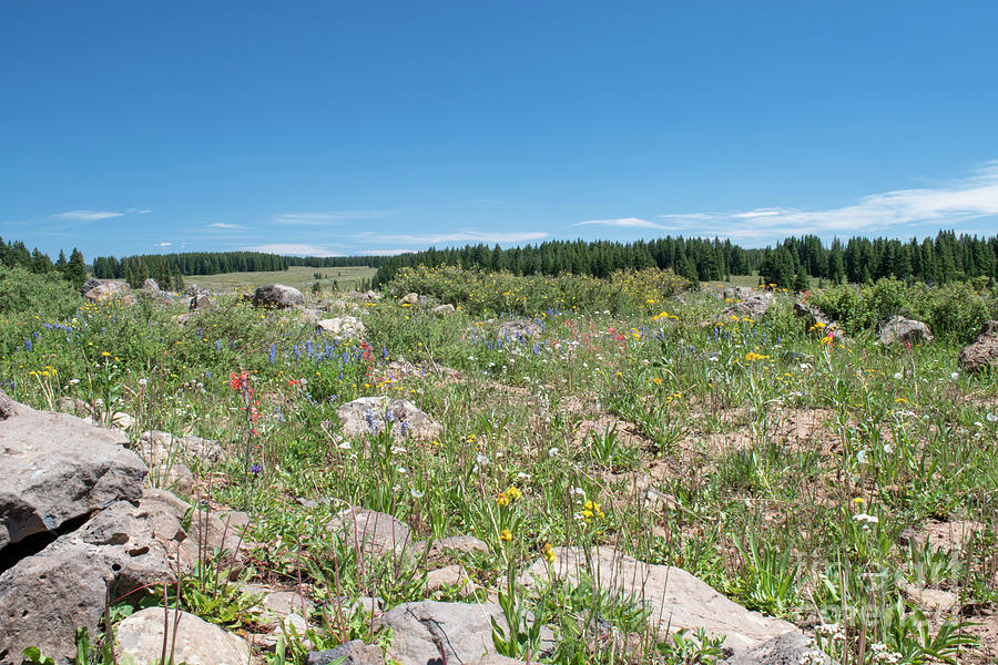 Wildflowers on Grand Mesa Photograph by Julia McHugh