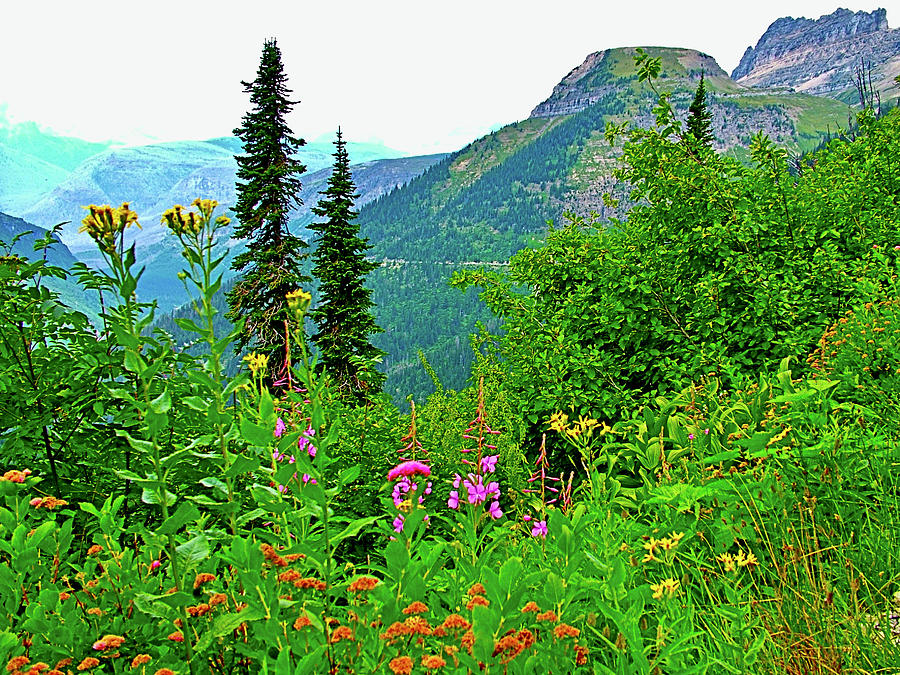 Wildflowers on Highline Trail, Glacier National Park, Montana Photograph by Ruth Hager