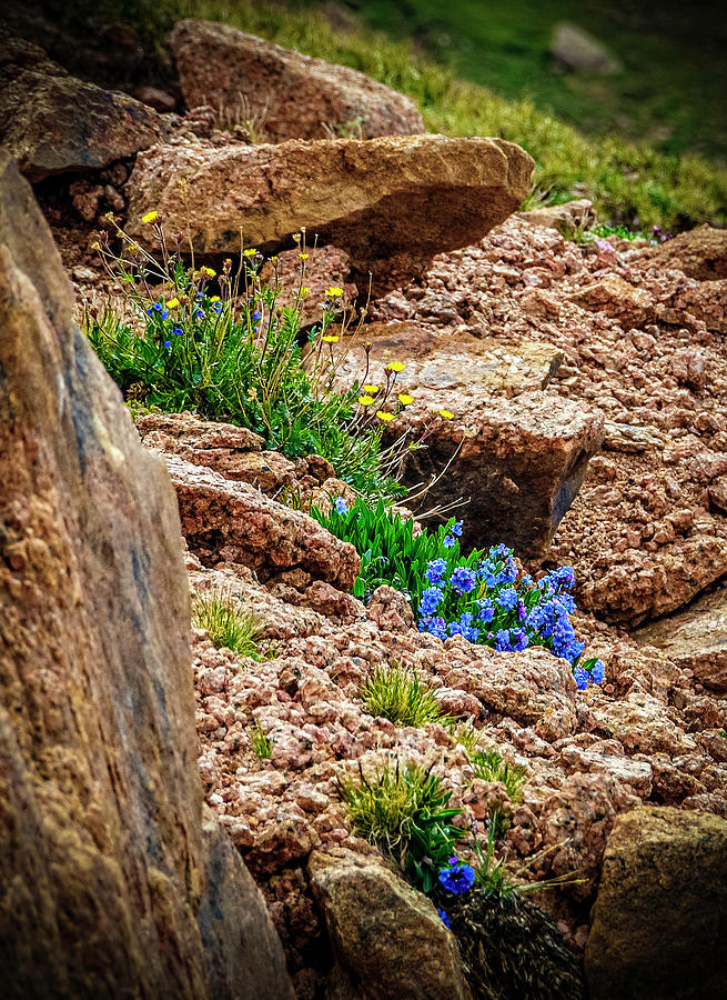 Wildflowers on Pikes Peak Photograph by Greg Reed