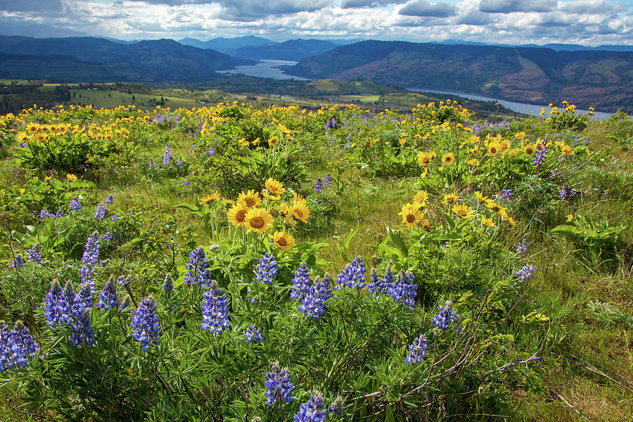 Wildflowers on Rowena Crest Trail Photograph by Catherine Avilez