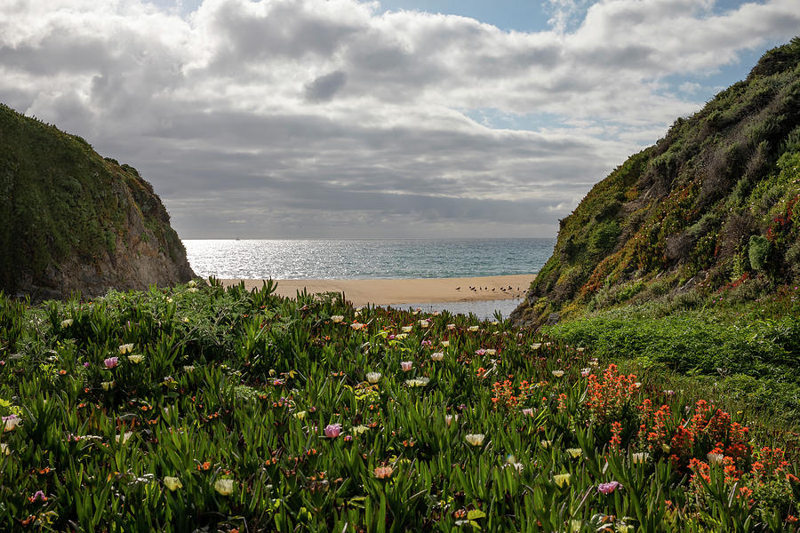 Wildflowers on the Beach Photograph by Lisa Malecki