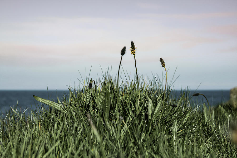 Wildflowers On The Horizon Photograph